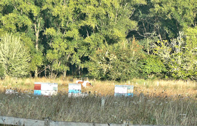 Bee Hives